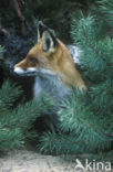 Vos (Vulpes vulpes)