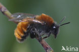 Vosje (Andrena fulva)