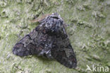 Vroege spanner (Biston strataria)