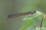 Large Red Damselfly (Pyrrhosoma nymphula)