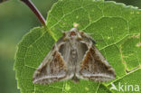 Buff Arches (Habrosyne pyritoides)