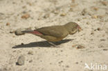 Red-billed Firefinch (Lagonosticta senegala)