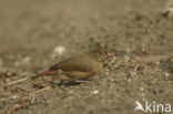 Red-billed Firefinch (Lagonosticta senegala)