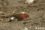 Red-billed Firefinch (Lagonosticta senegala)