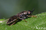 Wapenvlieg (Odontomyia tigrina)