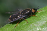 Wapenvlieg (Odontomyia tigrina)