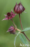 Marsh Cinquefoil (Potentilla palustris)