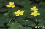 Watergentiaan (Nymphoides peltata)