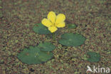 Watergentiaan (Nymphoides peltata)
