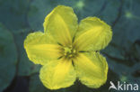 Watergentiaan (Nymphoides peltata)