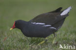 Waterhoen (Gallinula chloropus)