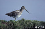 Watersnip (Gallinago gallinago) 