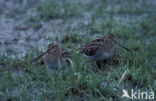 Watersnip (Gallinago gallinago) 