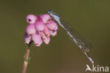 Watersnuffel (Enallagma cyathigerum)