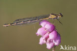 Watersnuffel (Enallagma cyathigerum)