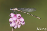 Watersnuffel (Enallagma cyathigerum)