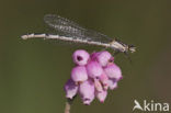 Watersnuffel (Enallagma cyathigerum)