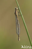 Watersnuffel (Enallagma cyathigerum)