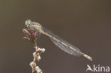 Watersnuffel (Enallagma cyathigerum)