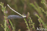 Watersnuffel (Enallagma cyathigerum)