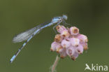 Common Blue Damselfly (Enallagma cyathigerum)