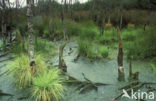 Feathery Bog-moss (Sphagnum cuspidatum)