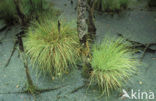 Feathery Bog-moss (Sphagnum cuspidatum)