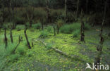 Feathery Bog-moss (Sphagnum cuspidatum)