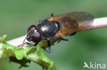 Weidegitje (Cheilosia albitarsis)