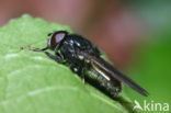 Weidegitje (Cheilosia albitarsis)