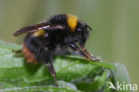 Weidehommel (Bombus pratorum)