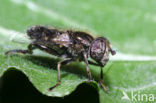 Eristalinus sepulchralis