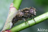 Weidevlekoog (Eristalinus sepulchralis)