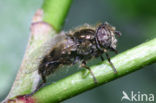 Eristalinus sepulchralis