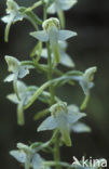 Welriekende nachtorchis (Platanthera bifolia) 