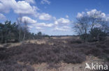 Westerveld