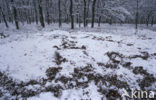 Wild Boar (Sus scrofa)