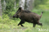 Wild Boar (Sus scrofa)