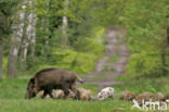 Wild Boar (Sus scrofa)