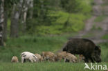 Wild Boar (Sus scrofa)