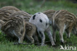 Wild Boar (Sus scrofa)