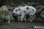 Wild Boar (Sus scrofa)