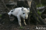 Wild Boar (Sus scrofa)