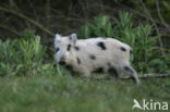 Wild Boar (Sus scrofa)