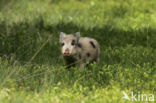 Wild Boar (Sus scrofa)