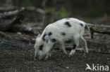 Wild Boar (Sus scrofa)