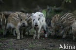 Wild Boar (Sus scrofa)