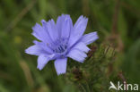 Wilde cichorei (Cichorium intybus)