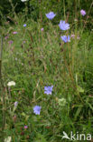 Wilde cichorei (Cichorium intybus)