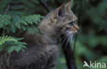 Wilde kat (Felis silvestris) 